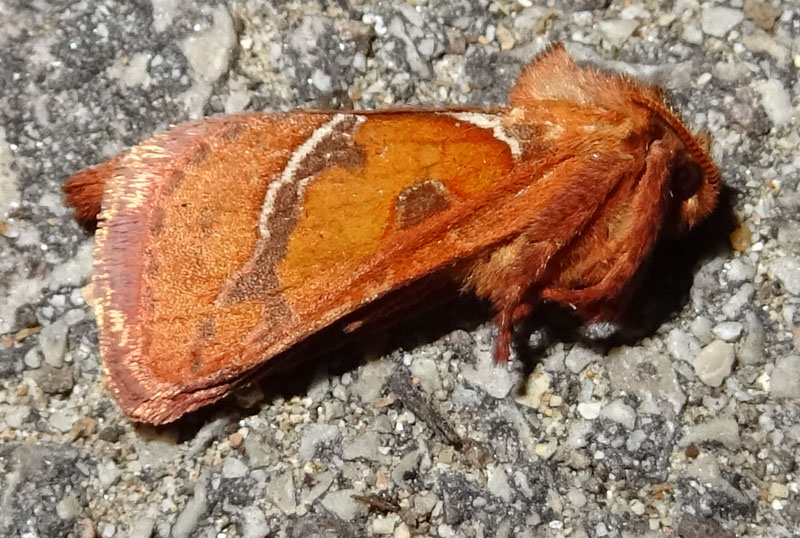 tutte 3, stessa Specie ?...s�: Triodia sylvina - Hepialidae